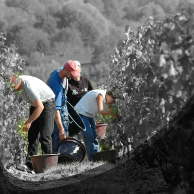 Travail des vignes